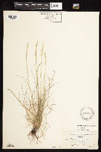Festuca saximontana image