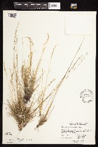 Festuca saximontana image