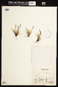 Festuca saximontana image
