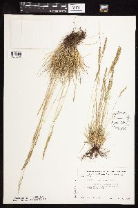 Festuca saximontana image
