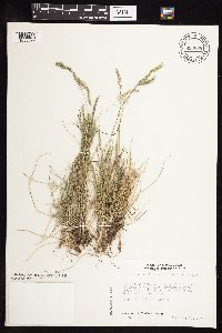 Festuca saximontana image