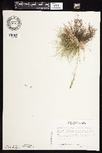thumbnail image of current specimen