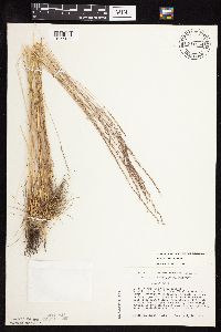Festuca saximontana image
