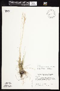 Festuca saximontana image