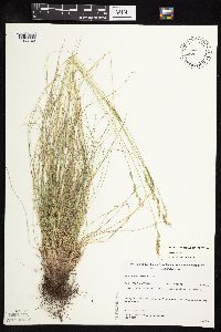 Festuca saximontana image