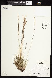 Festuca saximontana image