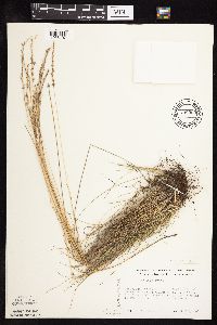 Festuca saximontana image