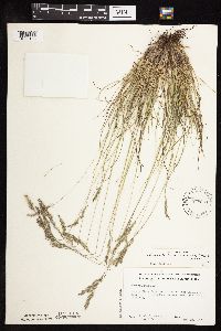 Festuca saximontana image