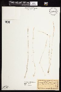 Festuca saximontana image