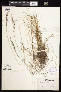 Festuca saximontana image