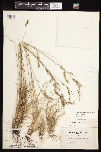Festuca saximontana image