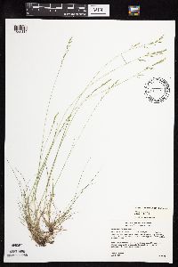 Festuca saximontana image