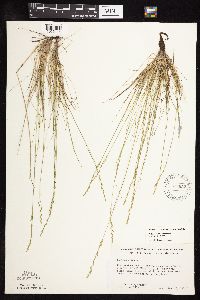 Festuca saximontana image