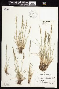 Festuca saximontana image