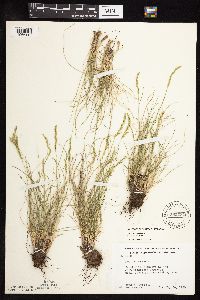 Festuca saximontana image