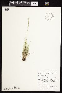 Festuca saximontana image