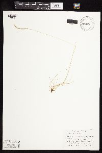 Festuca saximontana image