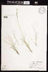 Festuca saximontana image