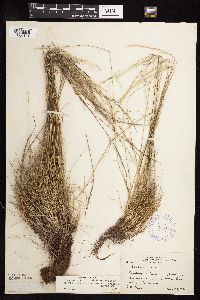 Festuca saximontana image