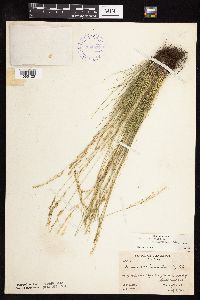 Festuca saximontana image