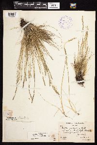 Festuca saximontana image
