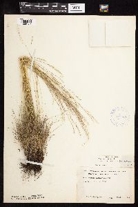 Festuca saximontana image