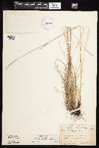 Festuca saximontana image