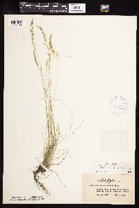 Festuca saximontana image