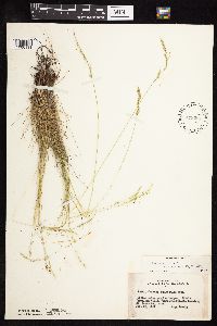 Festuca saximontana image