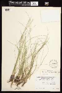 Festuca saximontana image
