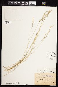 Festuca saximontana image