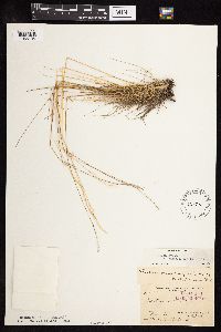Festuca saximontana image