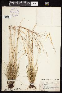 Festuca saximontana image