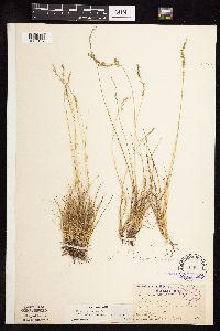 Festuca saximontana image
