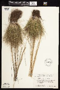 Festuca saximontana image