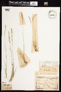 Festuca saximontana image