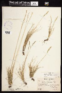 Festuca saximontana image