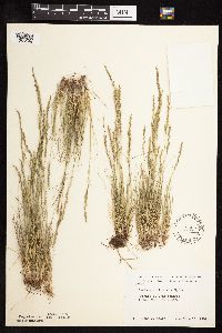 Festuca saximontana image
