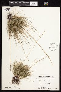 Festuca saximontana image