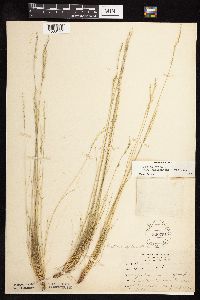 Festuca saximontana image