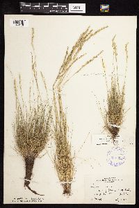 Festuca saximontana image