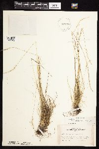 Festuca saximontana image