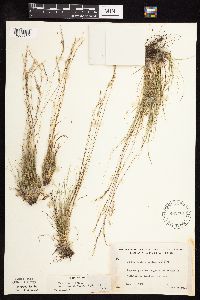 Festuca saximontana image