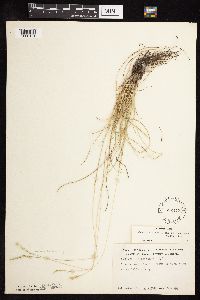 Festuca saximontana image