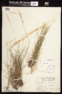 Festuca saximontana image