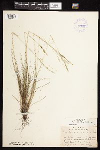 Festuca saximontana image