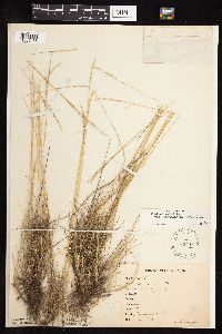 Festuca saximontana image