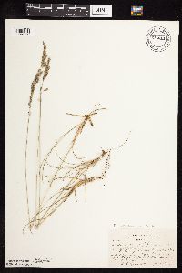 Festuca saximontana image
