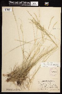 Festuca saximontana image
