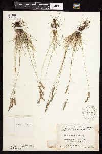 Festuca saximontana image